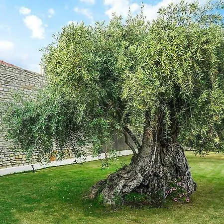 Thassos Olivia בית נופש