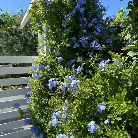 Thassos Olivia בית נופש