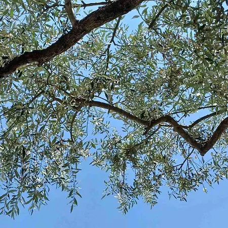 Thassos Olivia בית נופש *