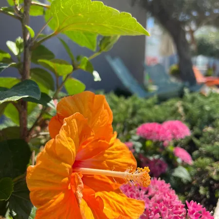 Thassos Olivia * Potósz